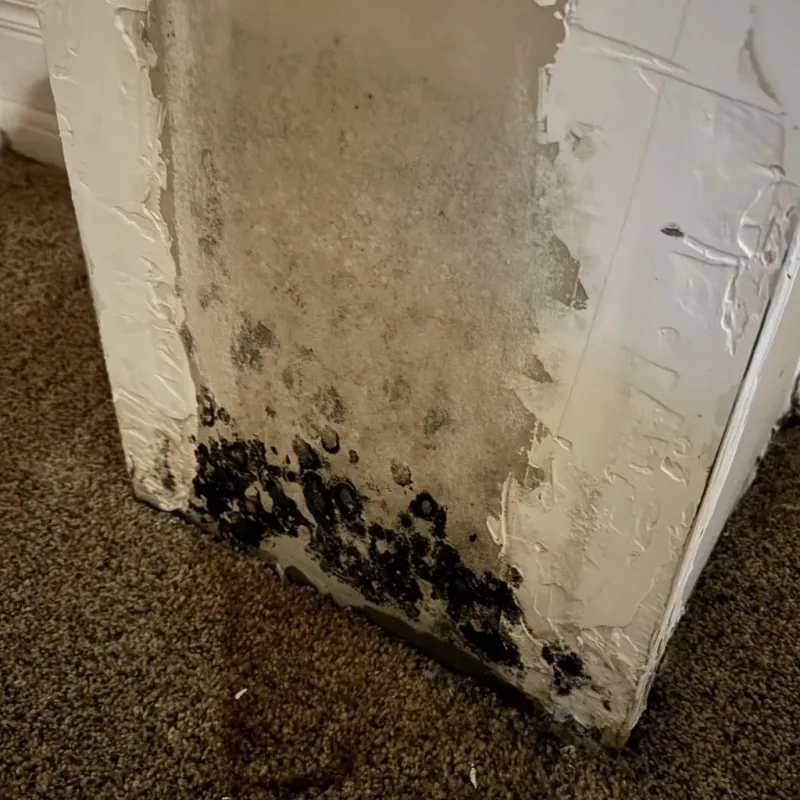 Professional Mold Removal in Burke County, NC